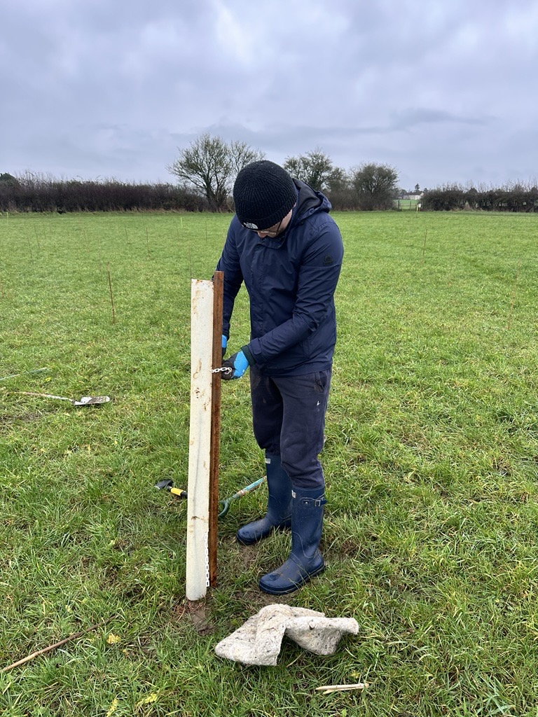 A Bowmore team member securing a tree stake in the field